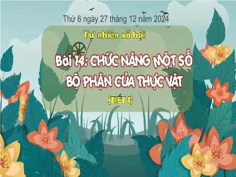Bài giảng Tự nhiên xã hội Lớp 3 (Kết nối tri thức) - Bài 14: Chức năng 1 số bộ phận của thực vật (Tiết 1) - Năm học 2024-2025 - Bạch Thị Hải Yến